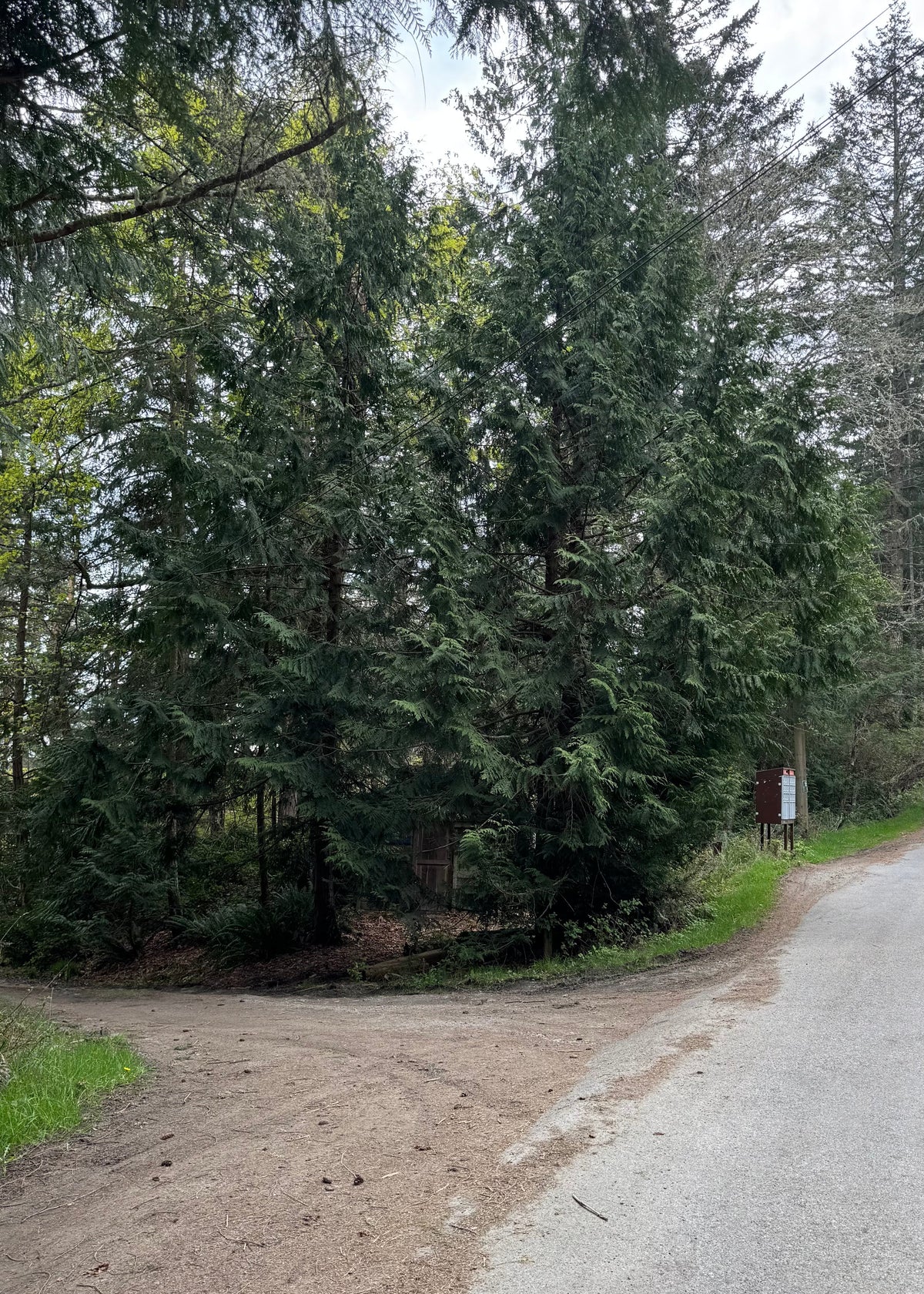 Pathway leading into a forest with tall trees on either side.